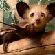 Here is an aye-aye, perhaps the strangest lemur of them all.